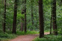 Wat twee uur in het bos met je hersenen doet