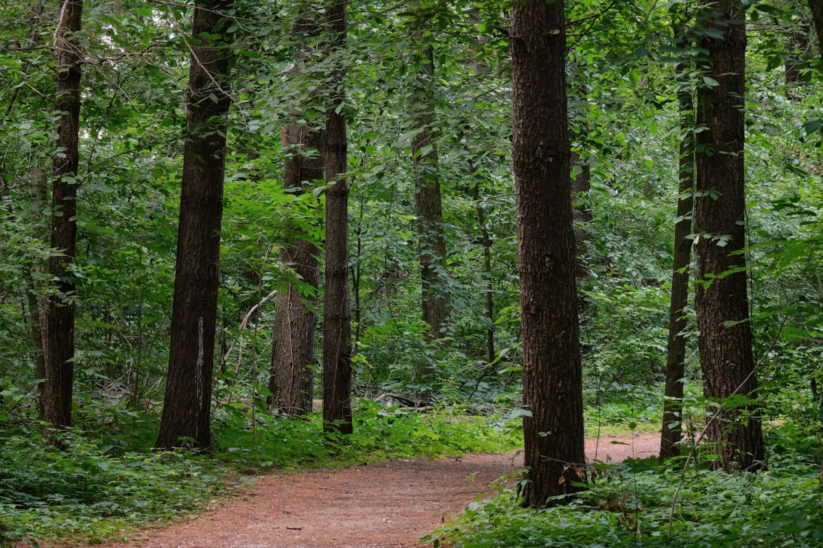 Wat twee uur in het bos met je hersenen doet